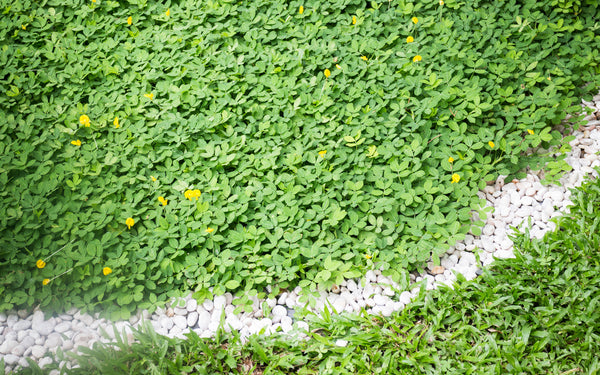 How to Grow a Microclover Lawn