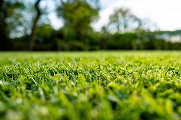 Everything You Need to Know Before Fertilizing Your Lawn in Winter