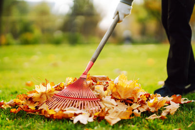 9 Essential Steps for Fall Lawn Care