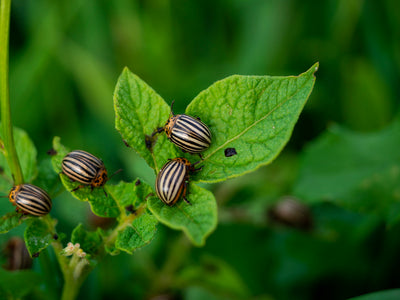 Beetles in Your Garden: Friend or Foe? (And What to Do About Them)