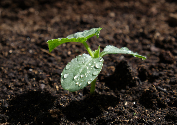 The Benefits of Liquid Fertilizer