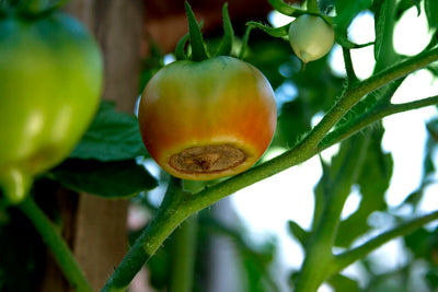 How To Prevent Tomato Rot