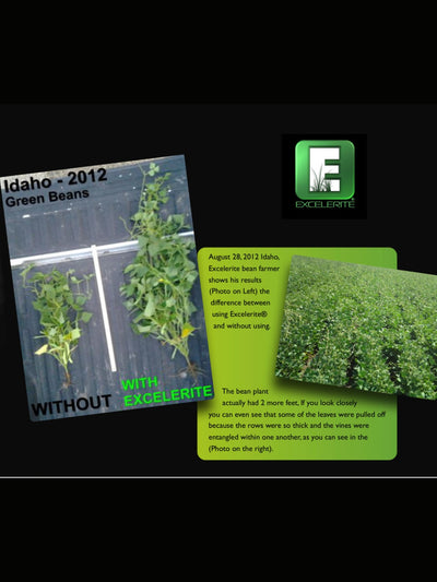 Idaho Green Beans Before and After with Excelerite Montmorillinite Clay